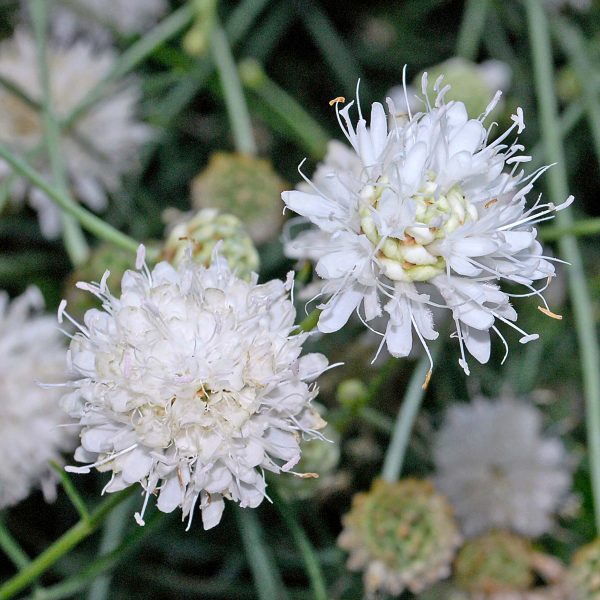 En molts pobles del Pirineu es fa servir una herba anomenada Cephalaria Leucantha per fer les falles. Es creu que aquesta te propietats purificadores. Fotografia: Wikipedia Commons.